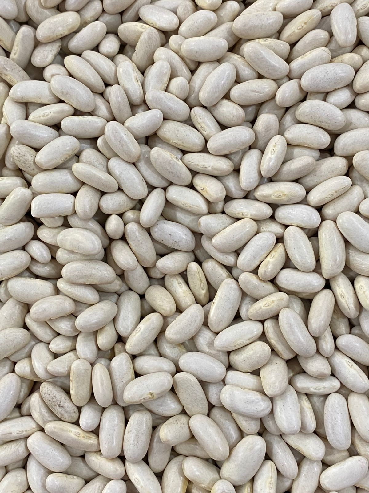 branco feijao.jpg branco feijao.jpg