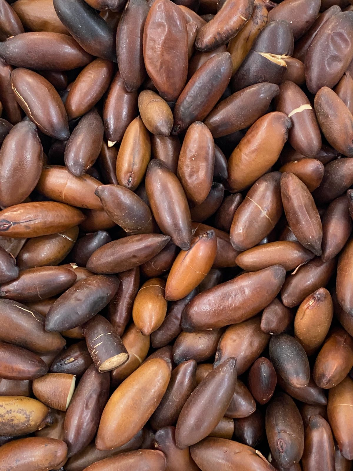 castanha de baru castanha de baru