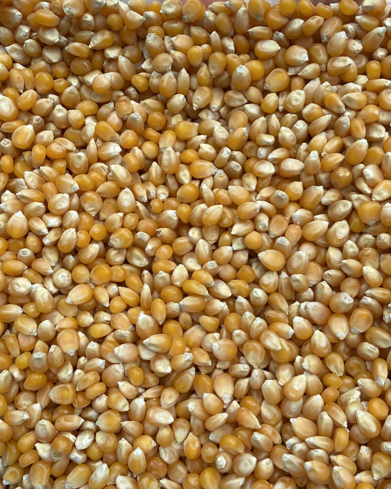 milho pipoca.jpg milho pipoca.jpg