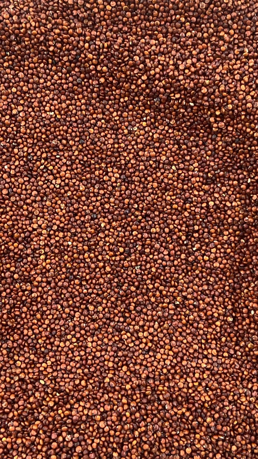 quinoa vermelha.jpg quinoa vermelha.jpg