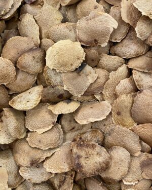 semente sucupira miúda.jpg