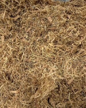 unha de gato rasurado